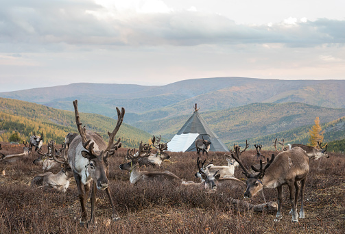 reindeer in a landscape of northern Mongolia
