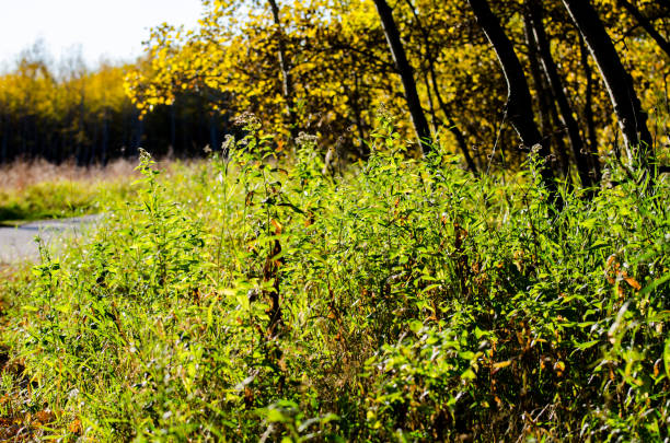 grass and colorful leaves in autumn in the Assiniboine Forest, Winnipeg, Manitoba, Canada