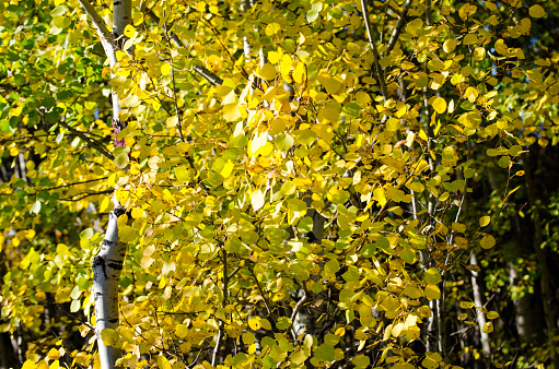 Trees covered in colorful leaves in autumn in the Assiniboine Forest, Winnipeg, Manitoba, Canada