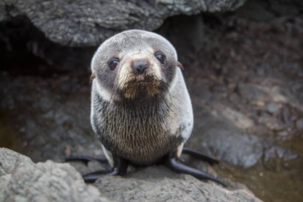 istock Cute Sea Lion Resting on a Rock 864015322