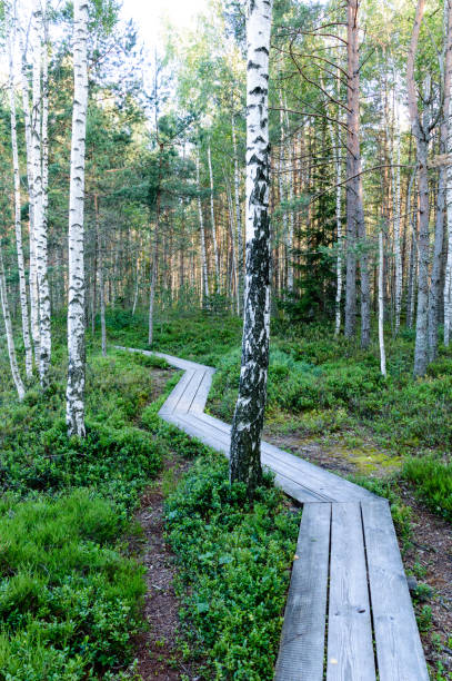 istock wooden boardwalk in bog 864018426