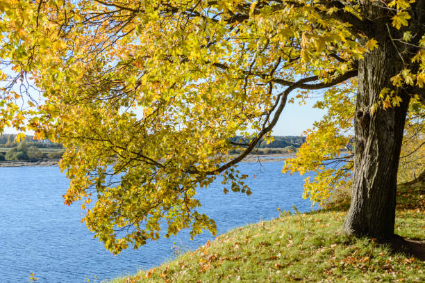 istock autumn colored trees in the park 864018466