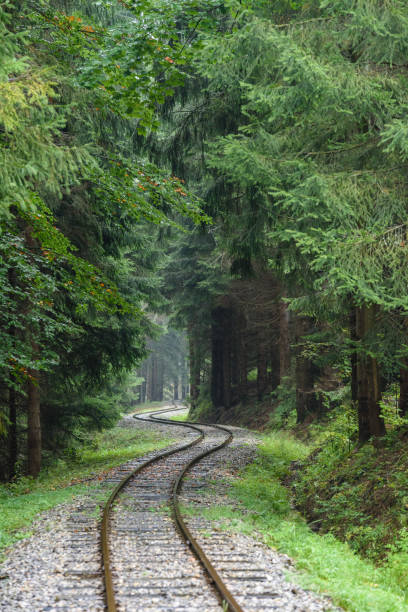 istock wavy railroad tracks in wet summer day in forest 864018664