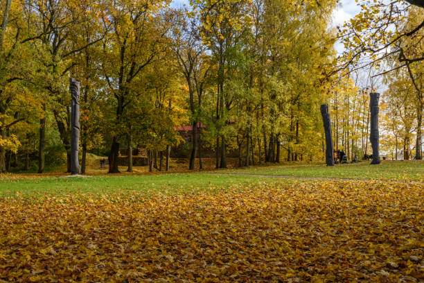 istock autumn colored tree leaves background pattern in sunny park 864018710