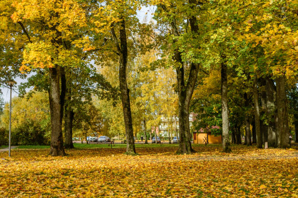 istock autumn colored trees in the park 864020920