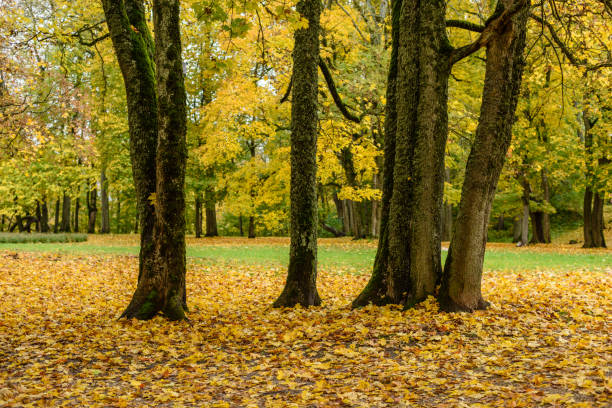 istock autumn colored trees in the park 864020954