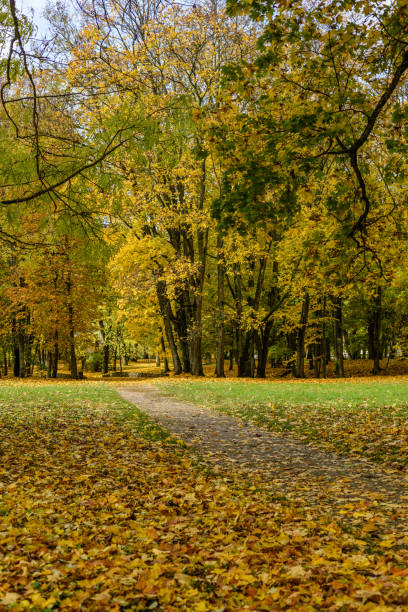 istock autumn colored trees in the park 864021010