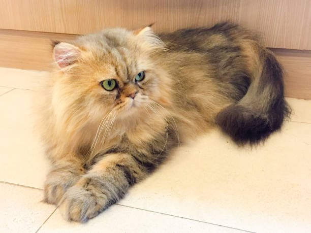 istock Brown and black strip pattern persian cat looking someone 864021196
