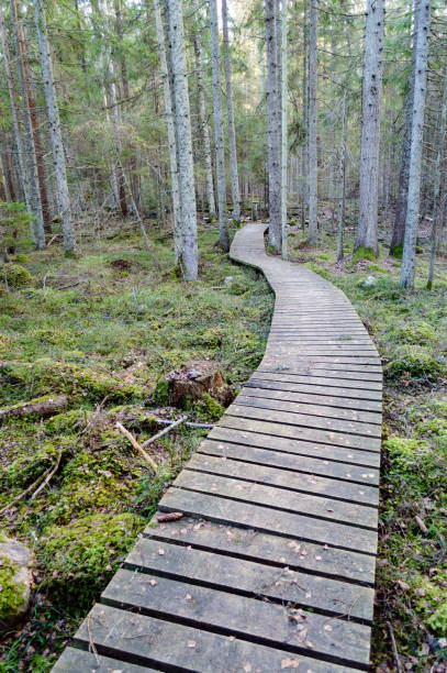 istock old wooden boardwalk covered with leaves in ancient forest 864021290