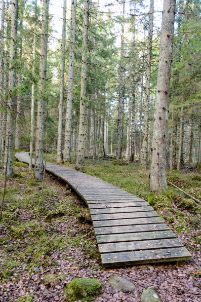 istock old wooden boardwalk covered with leaves in ancient forest 864021294