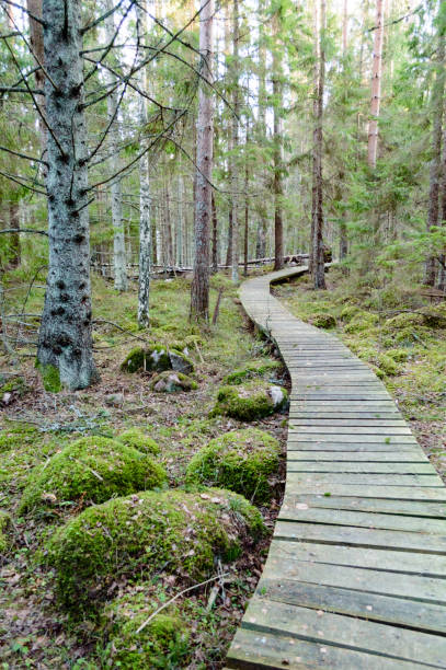 istock old wooden boardwalk covered with leaves in ancient forest 864021310