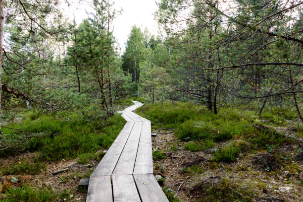 istock wooden boardwalk in bog 864021366