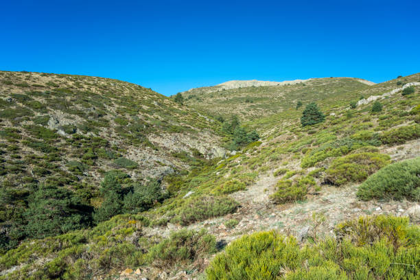 istock Padded brushwood and Scots pine forest 864026948