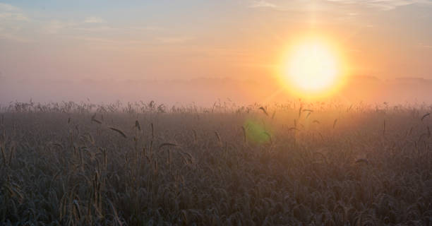 壮大な霧日の出の間、穀物のフィールド - morning cereal plant fog corn crop ストックフォトと画像