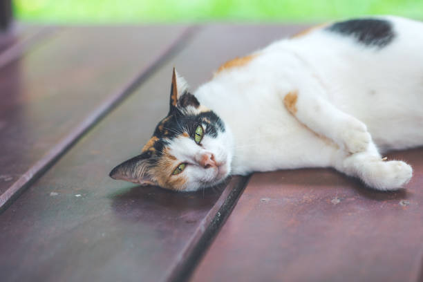 istock Cat sitting on a wooden balcony. 864029524
