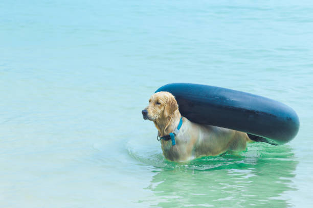 istock The wet dog at the beach. 864029606