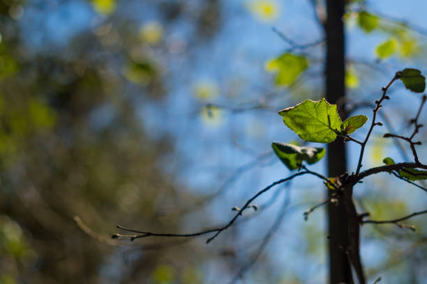 istock Green leaf isolated on a dark tree and blue sky 864029884