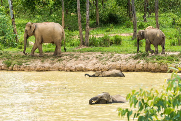 istock Group of Wild elephant walking and showering in forest 864030022