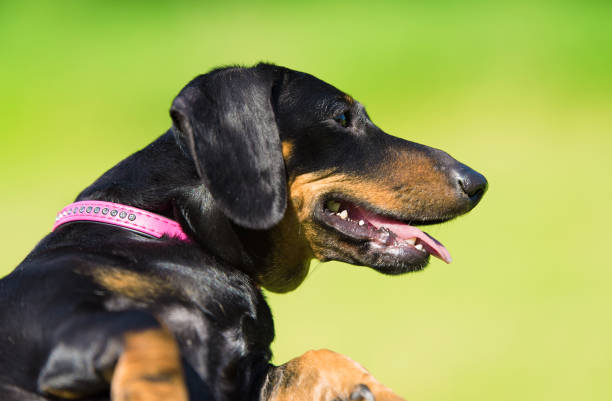 istock Dachshund dog in the park 864032432