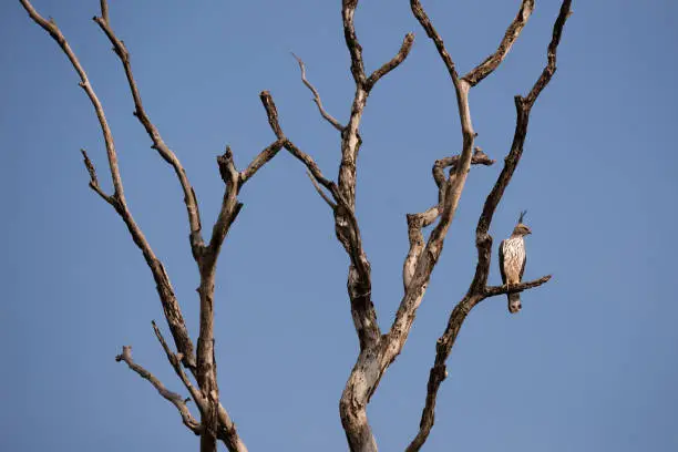 Photo of Bird in Udawalawe National Park, Sri Lanka