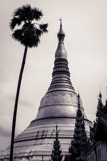 Shwedagon Paya and Palm Tree, Yangon, Myanmar (Burma), Vintage Effect Shwedagon Paya and Palm Tree, Yangon, Myanmar (Burma), Vintage Effect shwedagon pagoda photos stock pictures, royalty-free photos & images