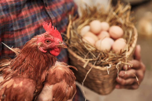 istock Farmer holding chicken and basket with eggs 864037954