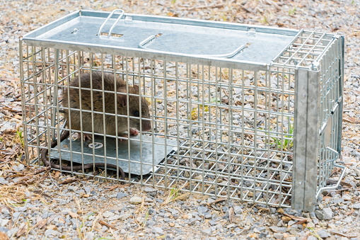 European Black Rat captured in a cage trap