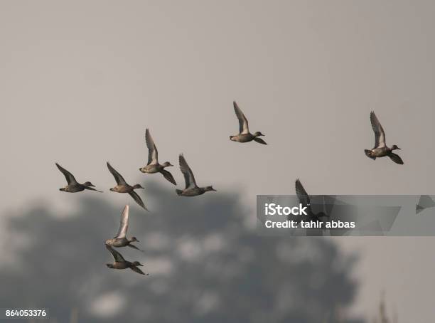 Flock Of Ducks Flying Stock Photo - Download Image Now - Flying, Green-Winged Teal Duck, Animal