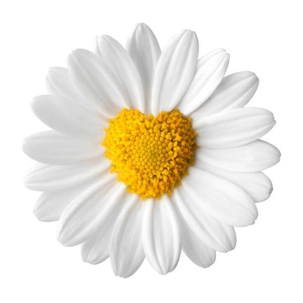 istock Daisy with disc flowers in heart shape 864066242