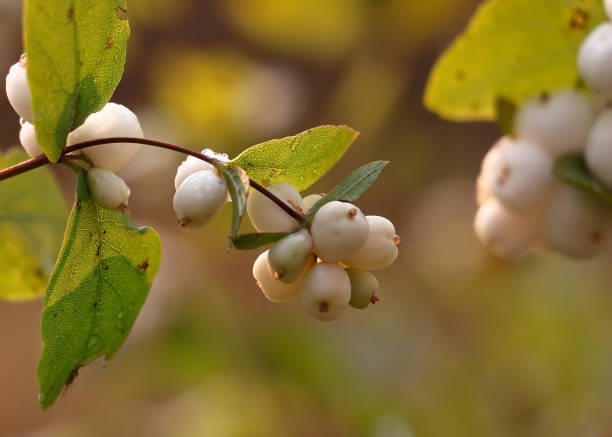 istock autumn leaves close-up 864066370