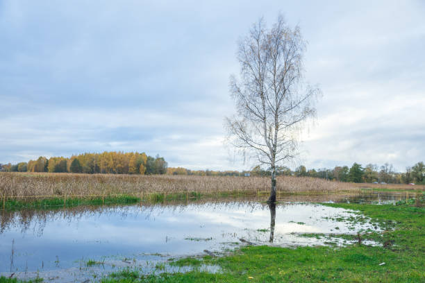 istock Lake in Riga, district Jugla. Autumn, yellow tree leaves, lake and reflection. 2017 864092172