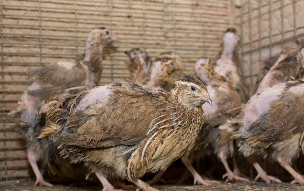 một vài con chim trong lồng trong một trang trại gà - breed selection and management of breeding quails hình ảnh sẵn có, bức ảnh & hình ảnh trả phí bản quyền một lần