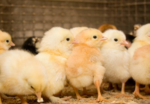 istock Young chickens in a cage on a chicken farm 864092438