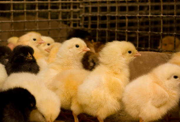 istock Young chickens in a cage on a chicken farm 864092440