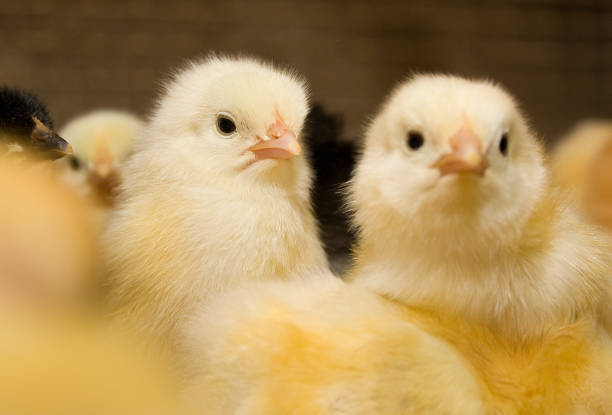 istock Young chickens in a cage on a chicken farm 864092442