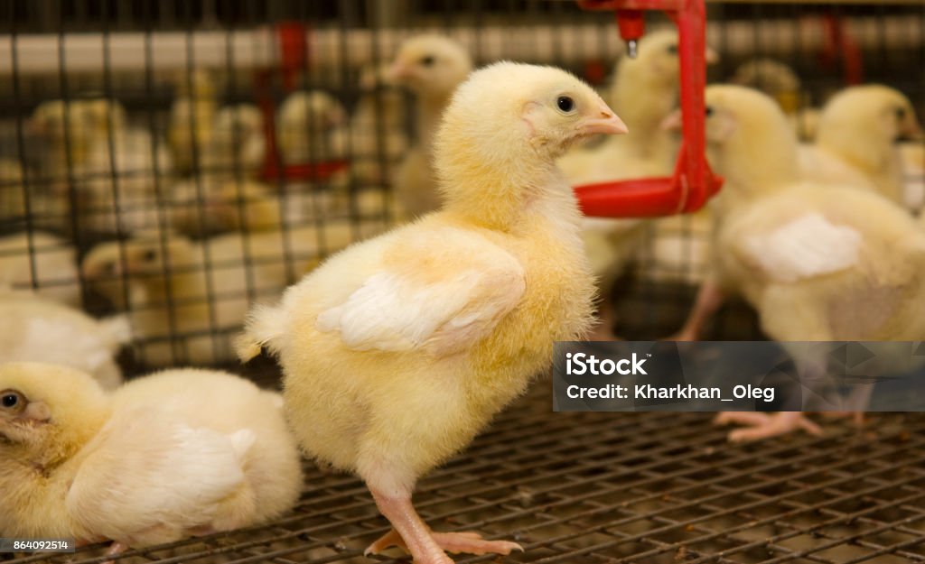 Young chickens in a cage on a chicken farm Agriculture Stock Photo