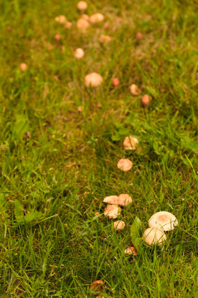 istock wild mushrooms growing in green meadow 864104116