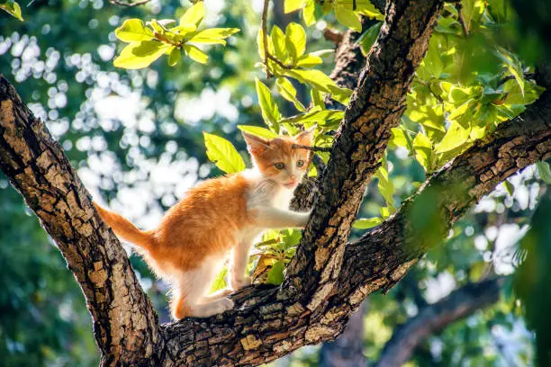 Photo of Kitten in a Tree