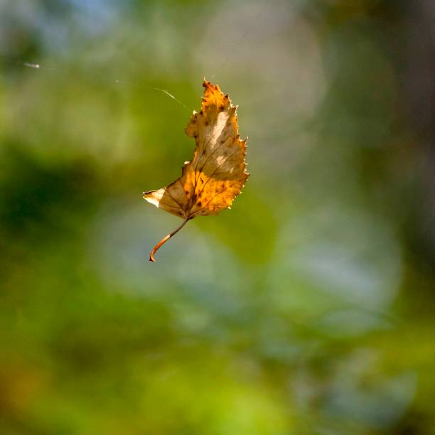 istock yellow autumn leaf hanging on a spider web 864107224