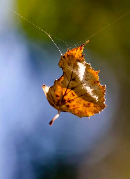 istock yellow autumn leaf hanging on a spider web 864107226