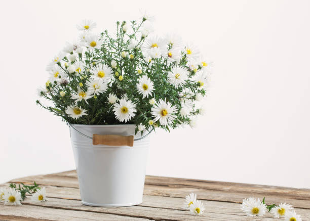 istock white flowers on bucket on wooden table 864110630