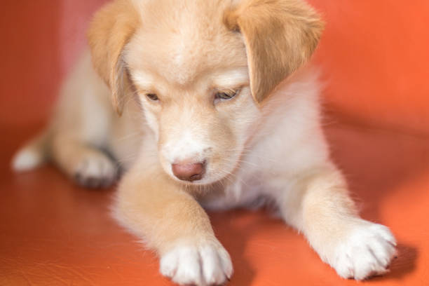 istock Cute dog with blue eyes 864113530