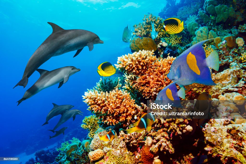 Images Gratuites : mer, océan, faune, sous-marin, nager