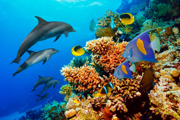 дельфин море жизни школы дельфинов коралловый риф подводный подводный дайвер точки зрения красное море природа - happy dolphin стоковые фото и изображения
