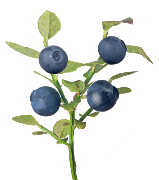 istock blueberry branch with four dark berries 864119452