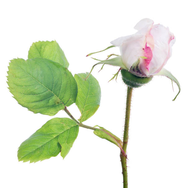 istock isolated white and pink rose bud 864123856