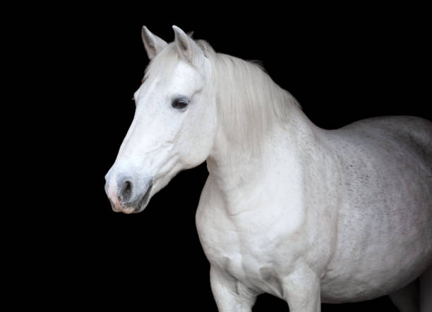 istock Arabian horse on black background. 864129138