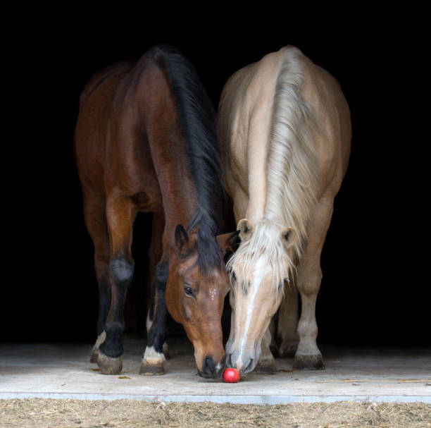 zwei pferde essen apfel auf schwarzem hintergrund. - pferdeäpfel stock-fotos und bilder