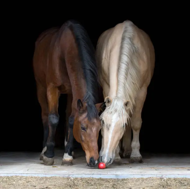Photo of Two horses eating apple on black background.