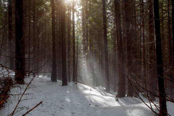 istock dark foggy forest 864133062